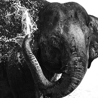Kabini - Olifant